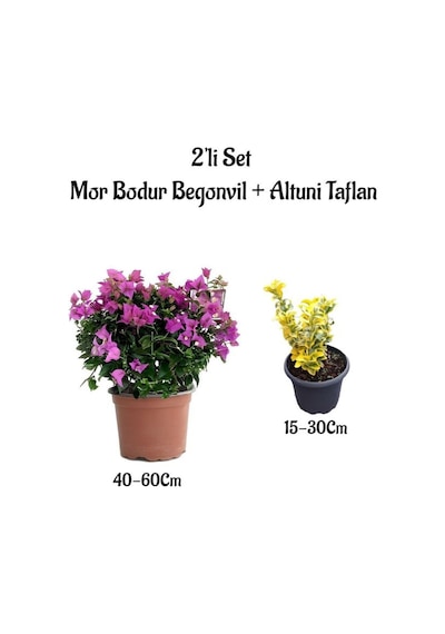 Bodur Mor Renk Begonvil Çiçeği+altuni Taflan 2'li Set Saksılı Dış Mekan Bitkisi