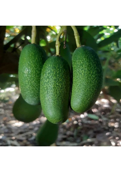 Fuerte Avokado 1 KG + Bebek Avokado 1 KG