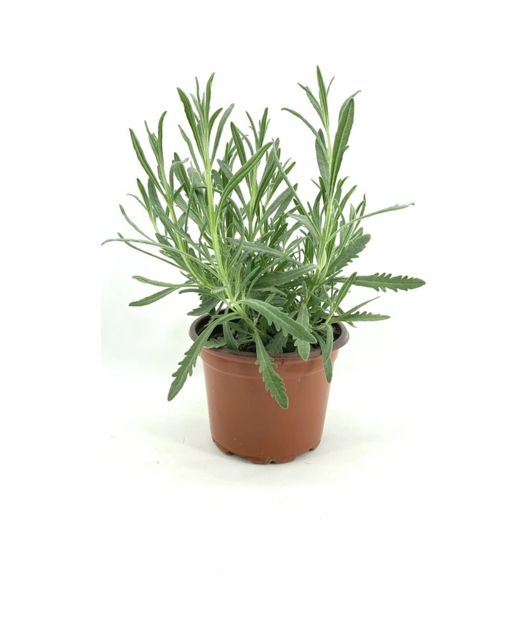 Angustifolia Aromatik Kokulu Lavanta Fidanı 1 Adet 10-20 Cm