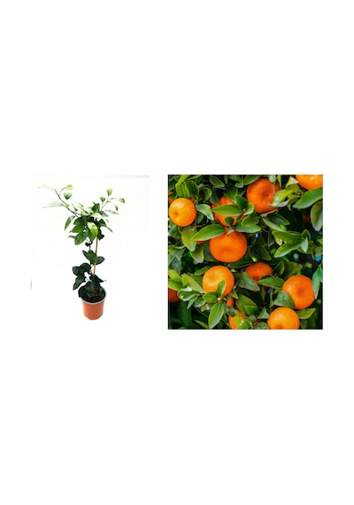 MANDALİNA FİDANI (Satsuma) 3 ADET - 3 YAŞ AŞILI ve TÜPLÜ 100-150