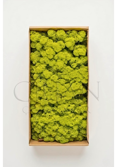 Cihan Çiçekçilik Açık Yeşil Şoklanmış Norveç Moss Ren Geyiği Yosunu 500 Gr