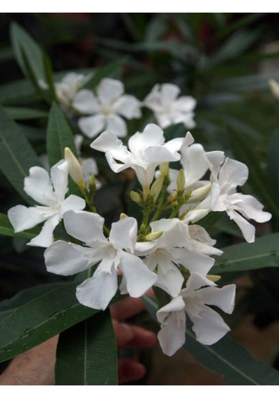 Videolu Zakkum Çiçegi Fidanı Beyaz Renkli 80 100cm 1 Adet Tüplü Dış Mekan Bitkisi White Oleander