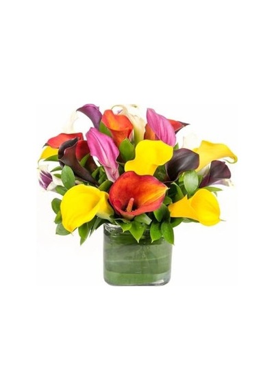 Camtohum Nadir Calla Lily Tohumu Ekim Seti 10 Tohum +Saksı+Toprak+^Hediye