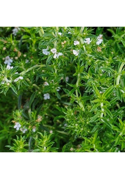Saksıda Aromatik Yoğun Kokulu Baharat Zahter Kekik Fidanı