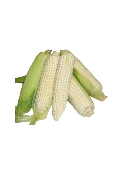 Nadir İthal Waxy Corn Mumlu Beyaz Mısır Tohumu 5 Tohum Darı Tohum