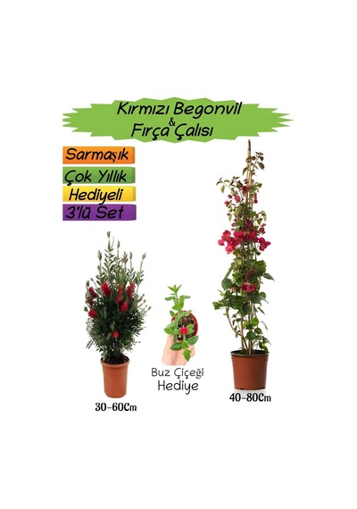 Kırmızı Renk Begonvil+kırmızı Fırça Çalısı+buz Çiçeği 3'lü Peyzaj Seti