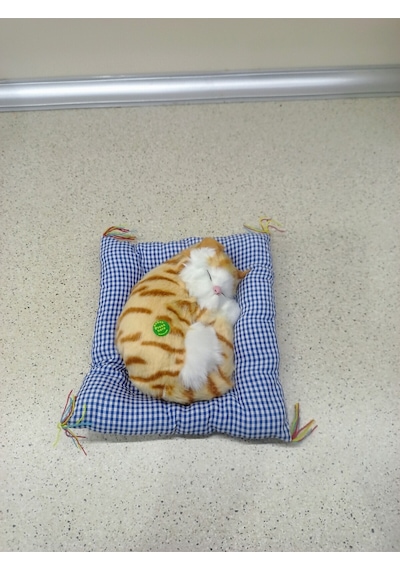 Miyavlayan Minderli Kedi Çok Renkli
