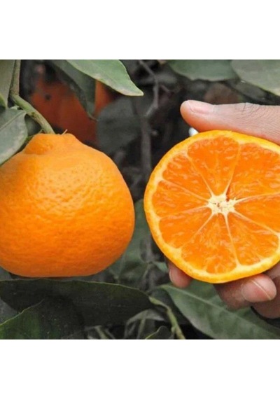 Tüplü Aşılı Okitsu Mandalina Fidanı 2 Yaş 100-120 Cm