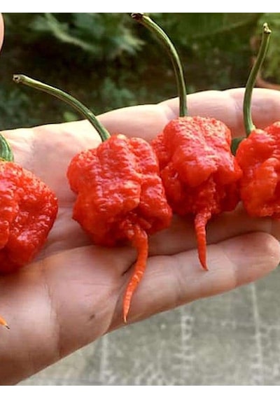 +3 Adet Dünyanın En Acı Biberi Carolina Reaper Tohumu Bire Bir Ürün