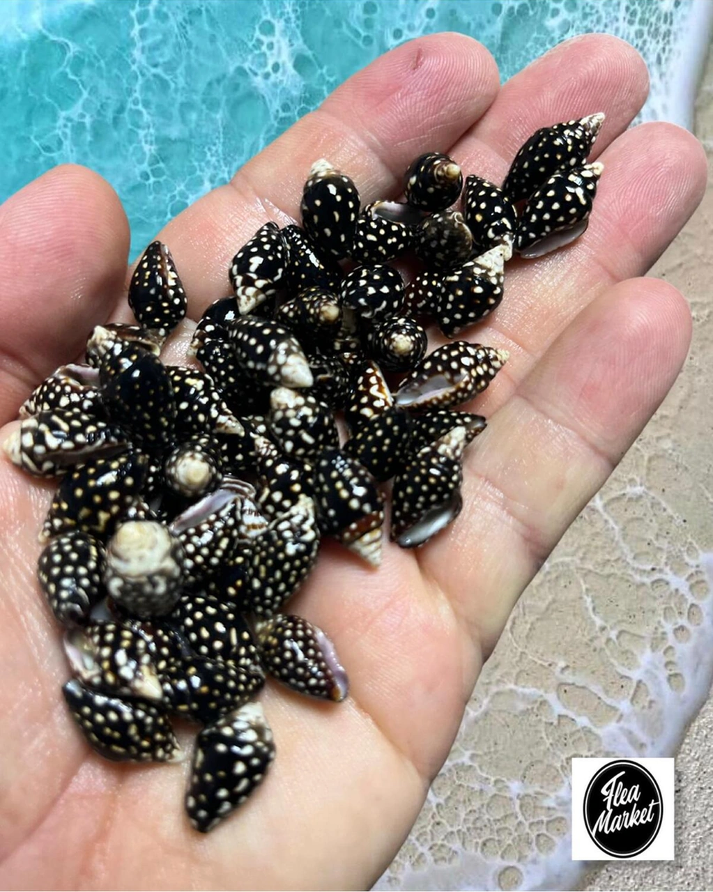 Gerçek Deniz Kabuğu - Black White Dream - 50gr