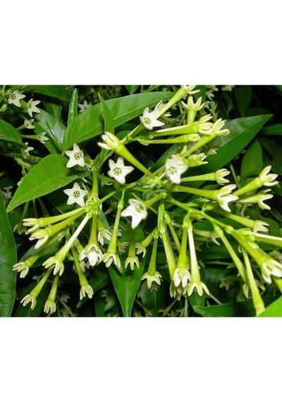 Gece Sefası Melisa Limon Çiçeği 1 Adet Saksılı/ Tüplü 30-60cm Bahçe Bitkisi Cestrum Parqui