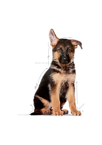 Royal Canin Puppy Maxi Büyük Irk Yavru Köpek Maması 15 KG