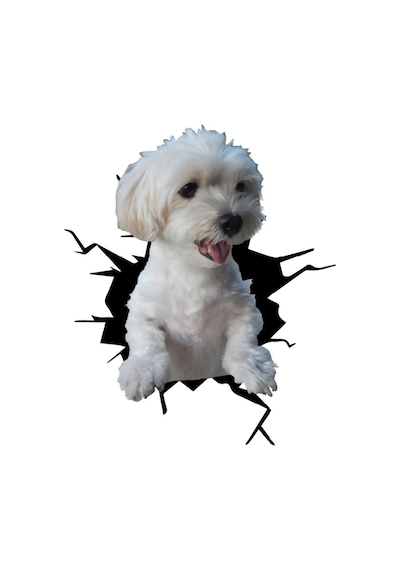 Maltese Araba Sticker Yapıştırması Model10 18Cm