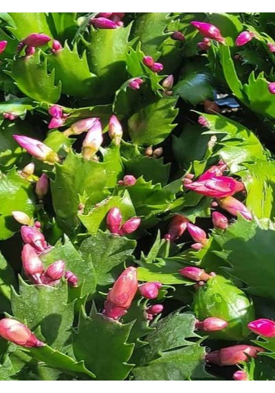 Yılbaşı Kaktüsü Beyaz Renk Yılbaşı Çiçeği 10-15cm White Schlumbergera