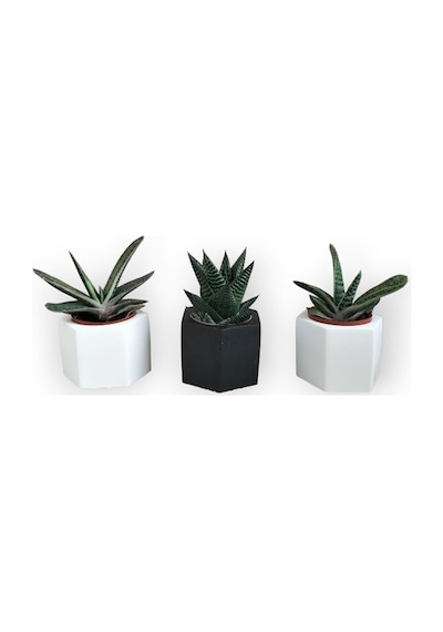 Haworthia & Gasteria 3'lü Sukulent Seti | Siyah & Beyaz Seri
