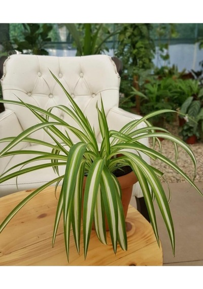 Doğal Hava Temizleyici Kurdele Çiçeği/ Chlorophytum 10-20 Cm