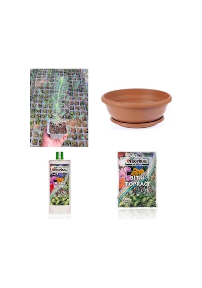 BONSAİ PİNUS SETİ (FİDAN+BONSAİ SAKSI+TOPRAK +BİTKİ BESİNİ)