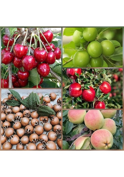 5 Li Aşılı Meyve Fidanı Pakedi Armut, Elma, Muşmula, Kiraz Ve Erik