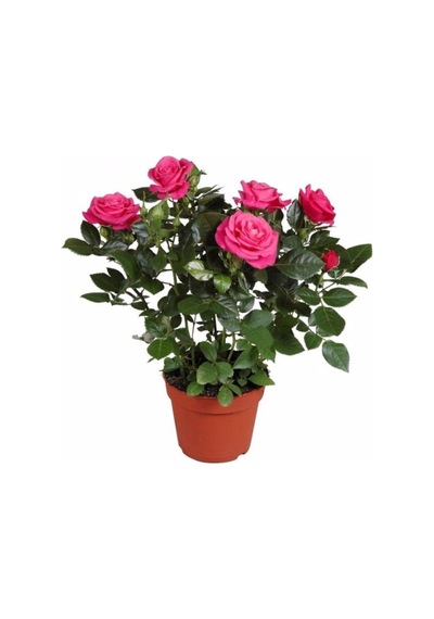 Videolu Canlı Yediveren Pembe Bodur Gül Fidanı 1 Adet Saksılı 30-60 Cm Bahçe Bitkisi Pink Rose