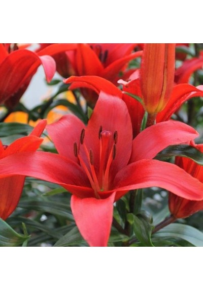 Kokulu Kırmızı Blushing Joy Lilium Zambak Soğanı (1 adet)