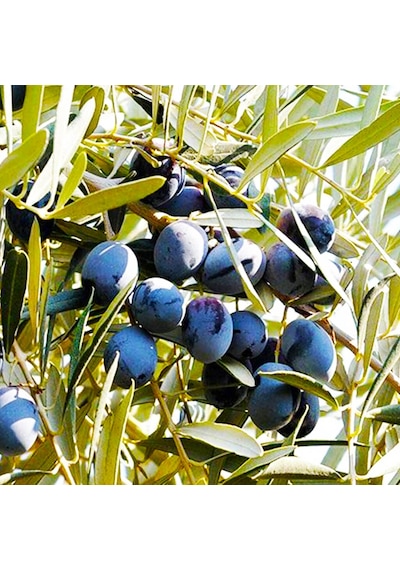 Fidan & Peyzaj - Gemlik Zeytin Fidanı