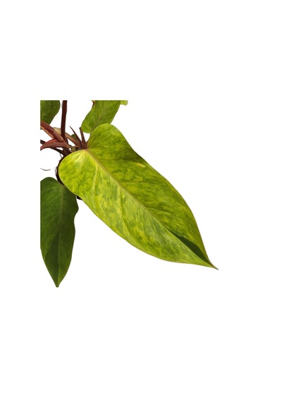 Philodendron 'painted Lady'