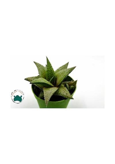 Haworthia Venosa 'Tessellata' (Sukulent) Ø5,5 CM Y0-10 CM