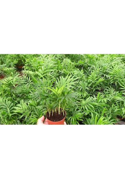 AREKA PALMİYESİ 3 ADET 20-25 cm - HEDİYELİK SALON OFİS BİTKİSİ
