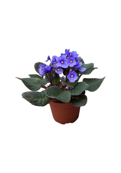 Saintpaulia Ionantha 'blue' Menekşe Çiçeği Ø10,5 Cm Y15-20 Cm