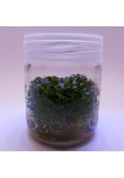 Ludwigia Peruensis In Canlı Bitki