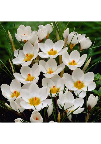 Crocus Ard Schenk Çiğdem Soğanı 15 Adet