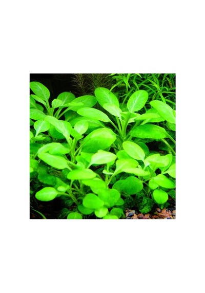 Lobelia Cardinalis Saksı Canlı Bitki Diğer