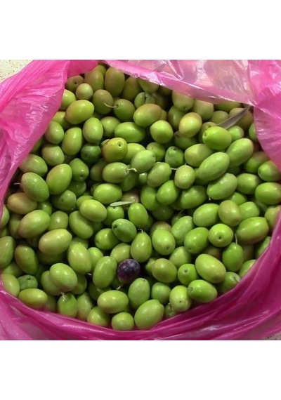 Tüplü Özel Aşılı Çeşit Kırmalık Çekişte Zeytin Fidanı