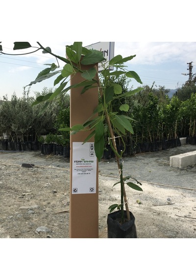 Aşılı Tüplü 2 Yaş Zutano Avokado Boy 60-90cm