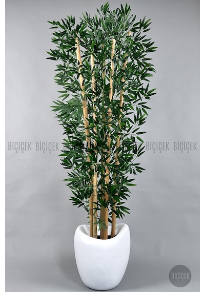 Zen Bambu Ağacı 240 Cm Beyaz Bone Saksıda