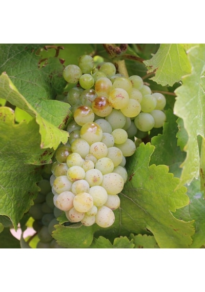 Tüplü Sauvignon Blanc Üzüm Asma-Bağ Fidanı