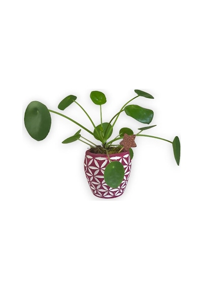 Çin Para Bitkisi | Mini Pilea | Pembe Desenli Saksıda