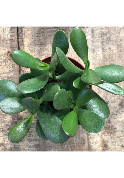 Crassula Ovata - Para Ve Şans Bitkisi - 5 Adet Sukulent - Terary