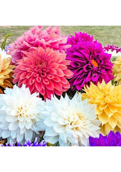 Mixed Dahlia Yıldız Çiçeği Yumrusu 5 Adet
