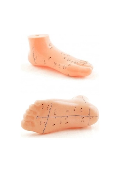Akupunktur Eğitim Ayak Maketi Anatomik Refleksoloji Nokta Gösterim Modeli Eğitim Maketi