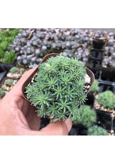Sedum Tohumu İri Damarlı Yapraklar Yeşil Renkli - 15 Tohum Standart