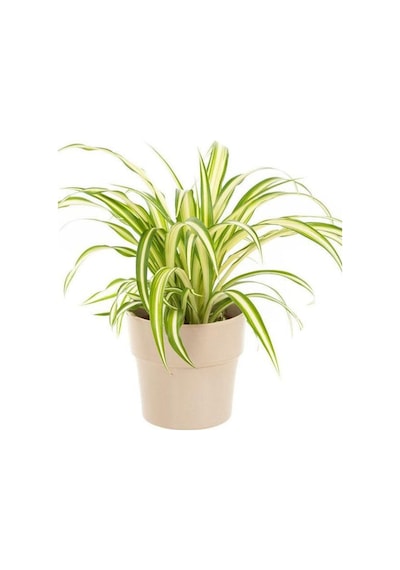Dekoratif Bol Köklü Salon Çiçeği Chlorophytum Comosum 20-30cm