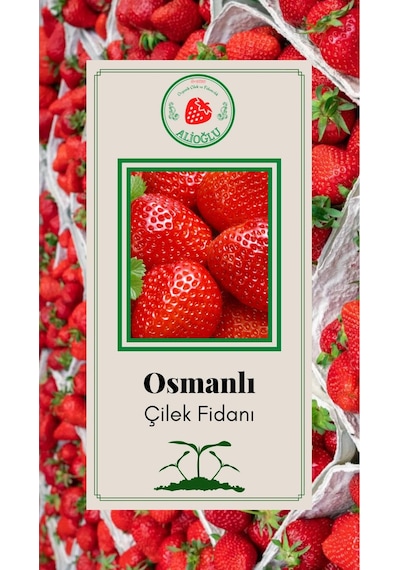 44 Adet Osmanlı Çilek Fidesi Açık Kök ve Taze Söküm (Frigo)
