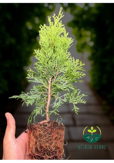 Smaragd Batı Mazısı Fidanı Thuja Occidentalis Smaragd Çam Ağacı 30-40 Cm Diğer