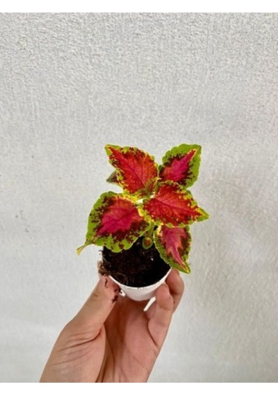 Yaprak Güzeli Çiçeği Özel Tür 3 Adet Mini Saksıda Kolyos 10-20 Cm