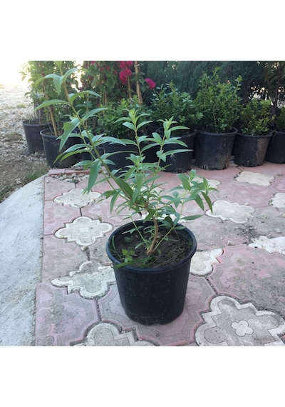 Saksıda Kokulu Limon Otu Melisa Fidanı