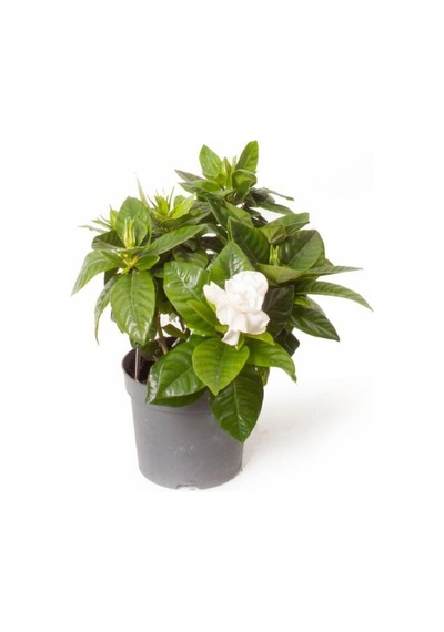 Gardenya Jasminoides Kokulu Gardenya Ev Ve Ofis Bitkisi 30 Cm 1.kalite