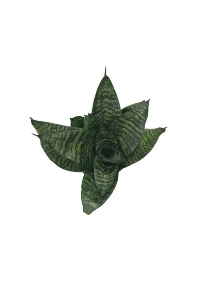 Sansevieria Zeylanica Paşa Kılıcı Ø10,5 Cm H15-20 Cm