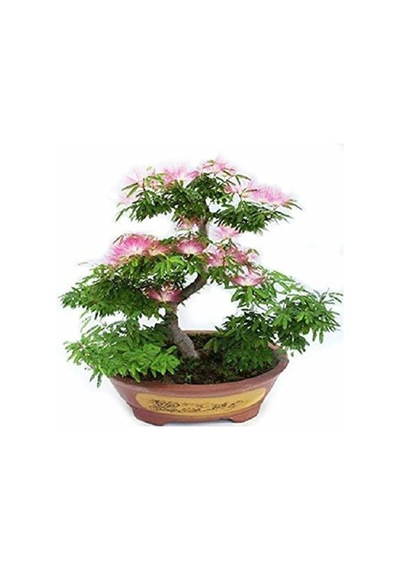 Gülibrişim Bonzai Ağacı Tohumu 5 Adet Bonsai Ağacı Tohumu