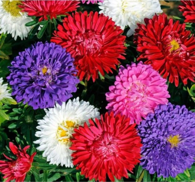 Kasımpatı Fidanı Karışık Renk 2'li Set 10 - 20 Cm